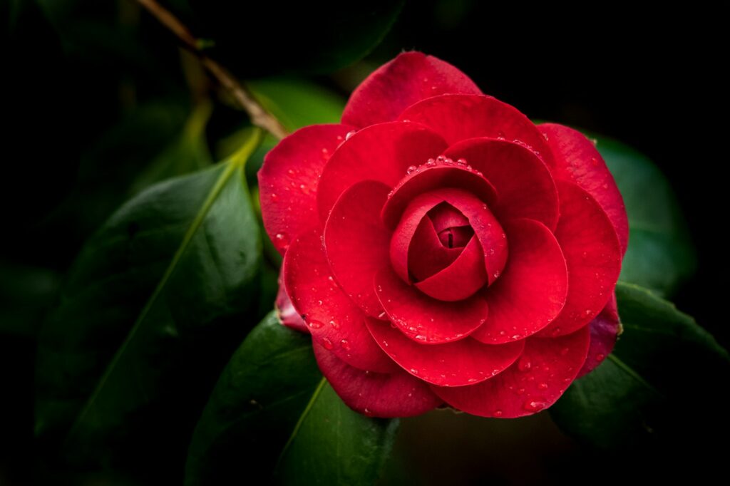 زهرة حمراء في لقطة الماكرو
