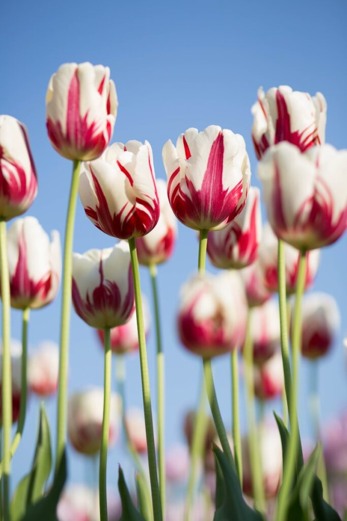 تصوير فوتوغرافي بؤري سطحي لأزهار بتلات باللونين الأبيض والوردي
