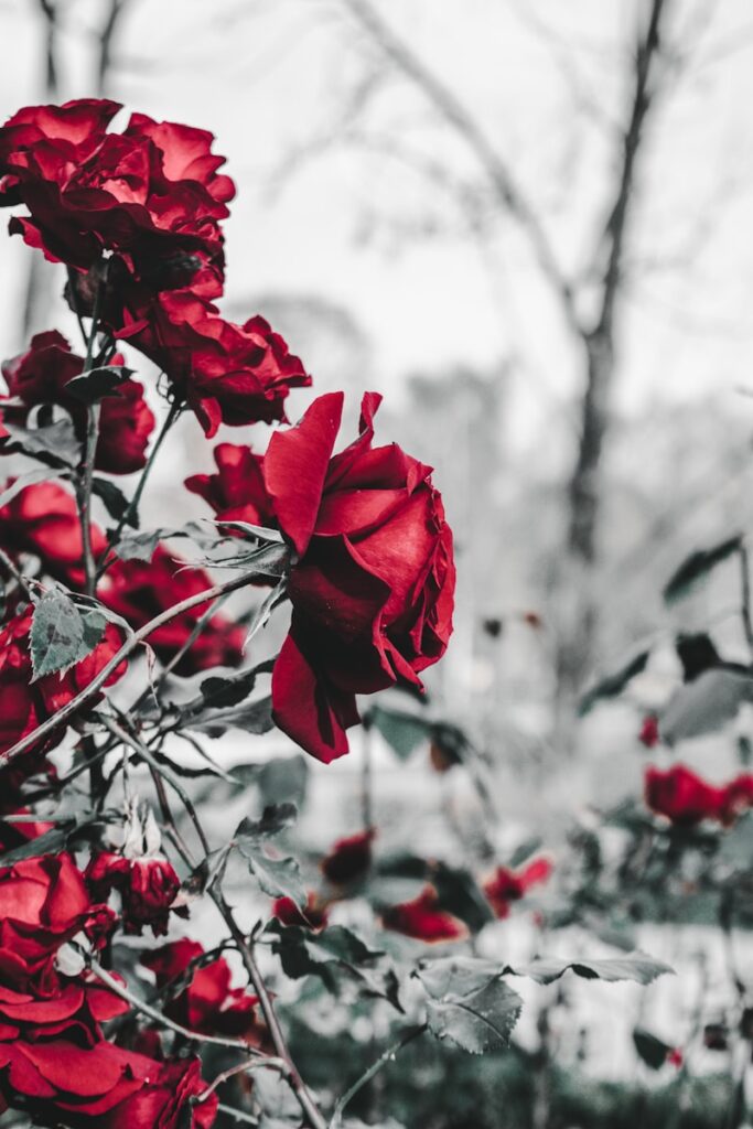حفنة من الورود الحمراء التي هي على شجرة
صور ورد